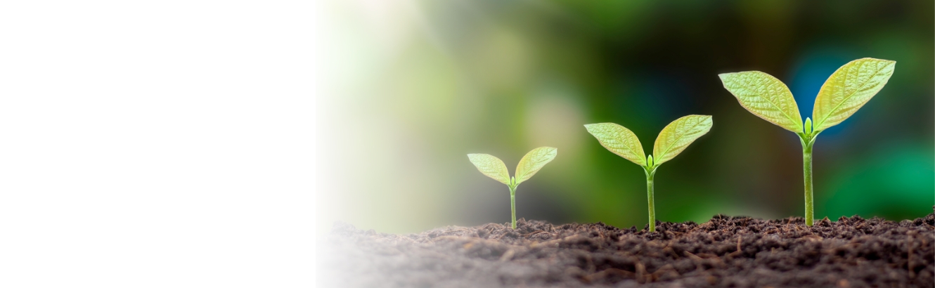 Image of crops growing in a field.